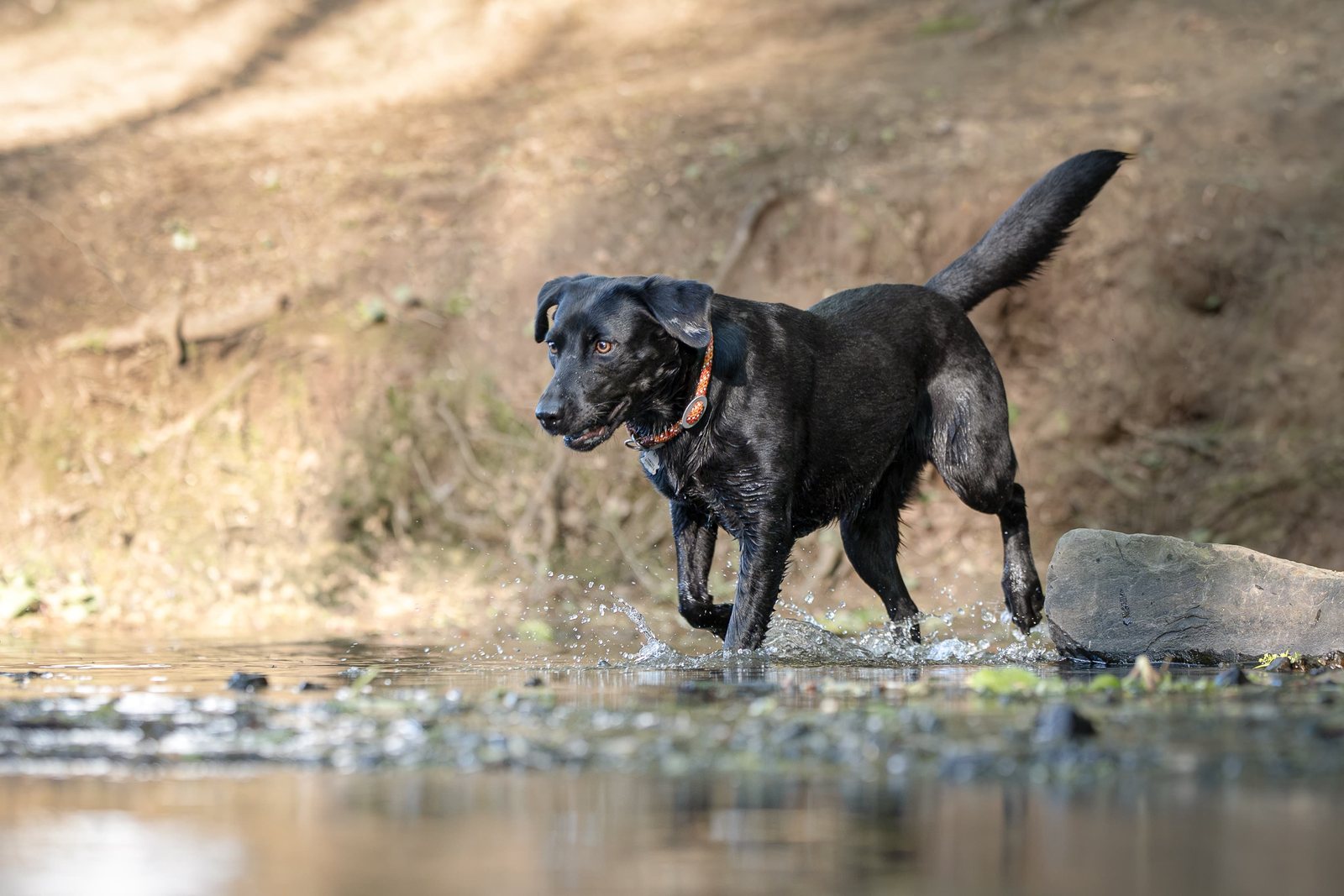 Schwarzer Labrador läuft durchs flache Wasser am Teich