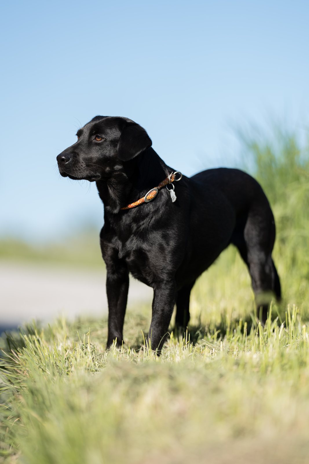 Schwarzer Labrador steht aufmerksam im Gras vor blauem Himmel
