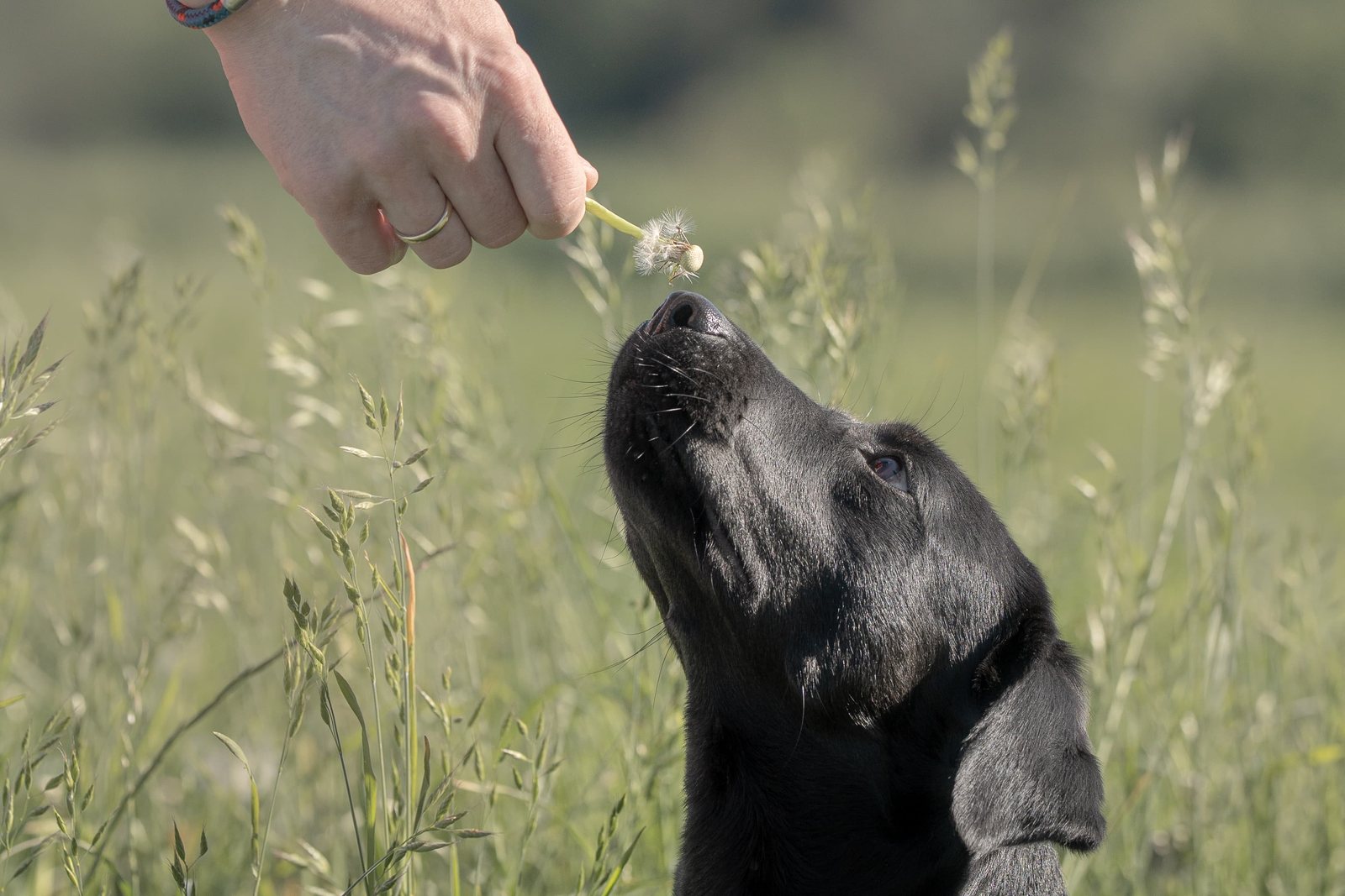 Schwarzer Labrador schnuppert im hohen Gras an einer Pusteblume