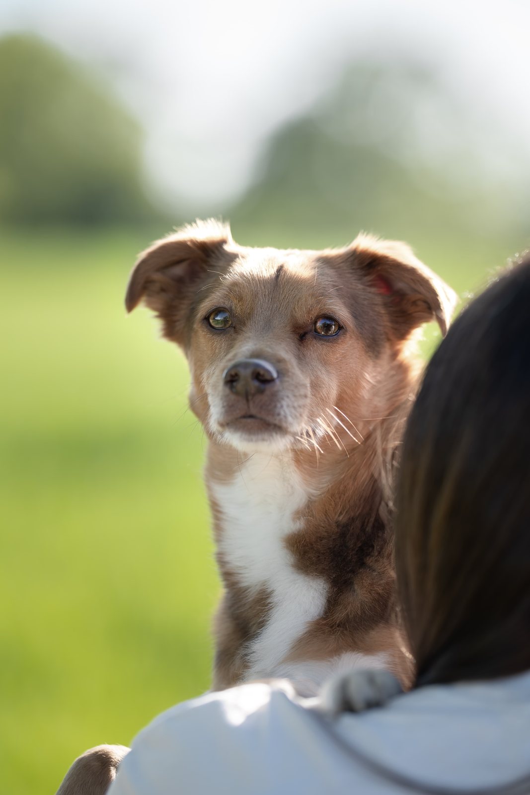 Brauner Hund schaut im Gegenlicht über die Schulter