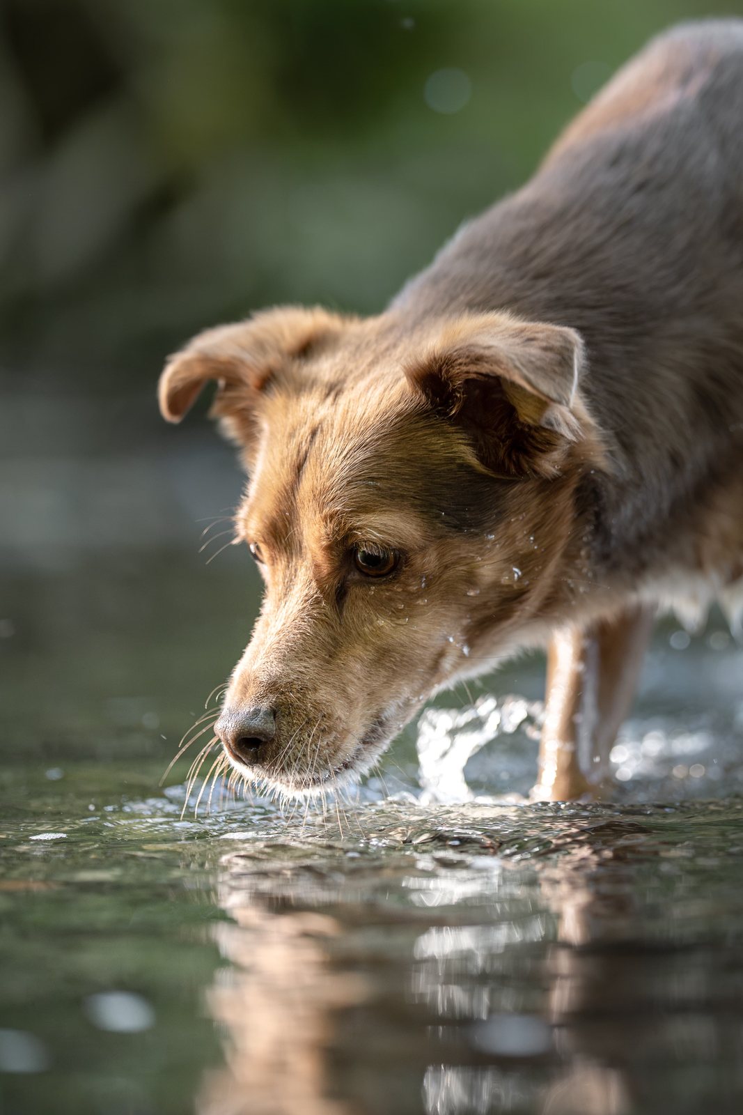 Brauner Hund trinkt aus dem Teich, Spiegelung im Wasser