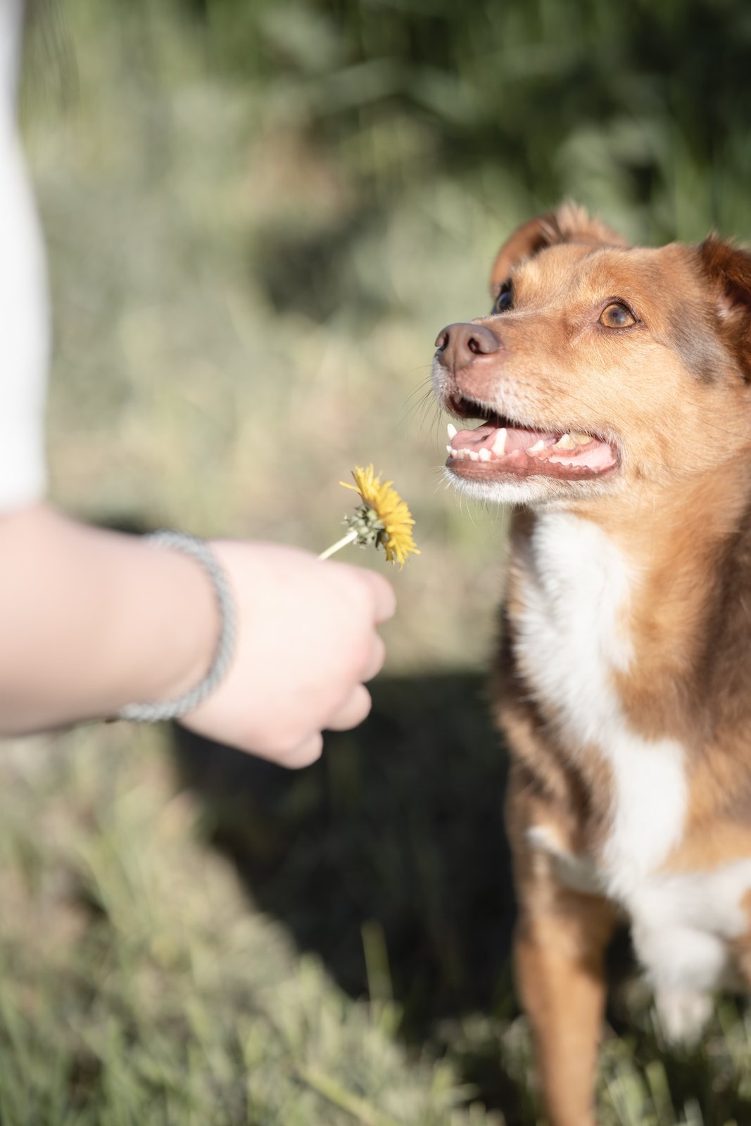 Brauner Hund bekommt lächelnd einen Löwenzahn gereicht