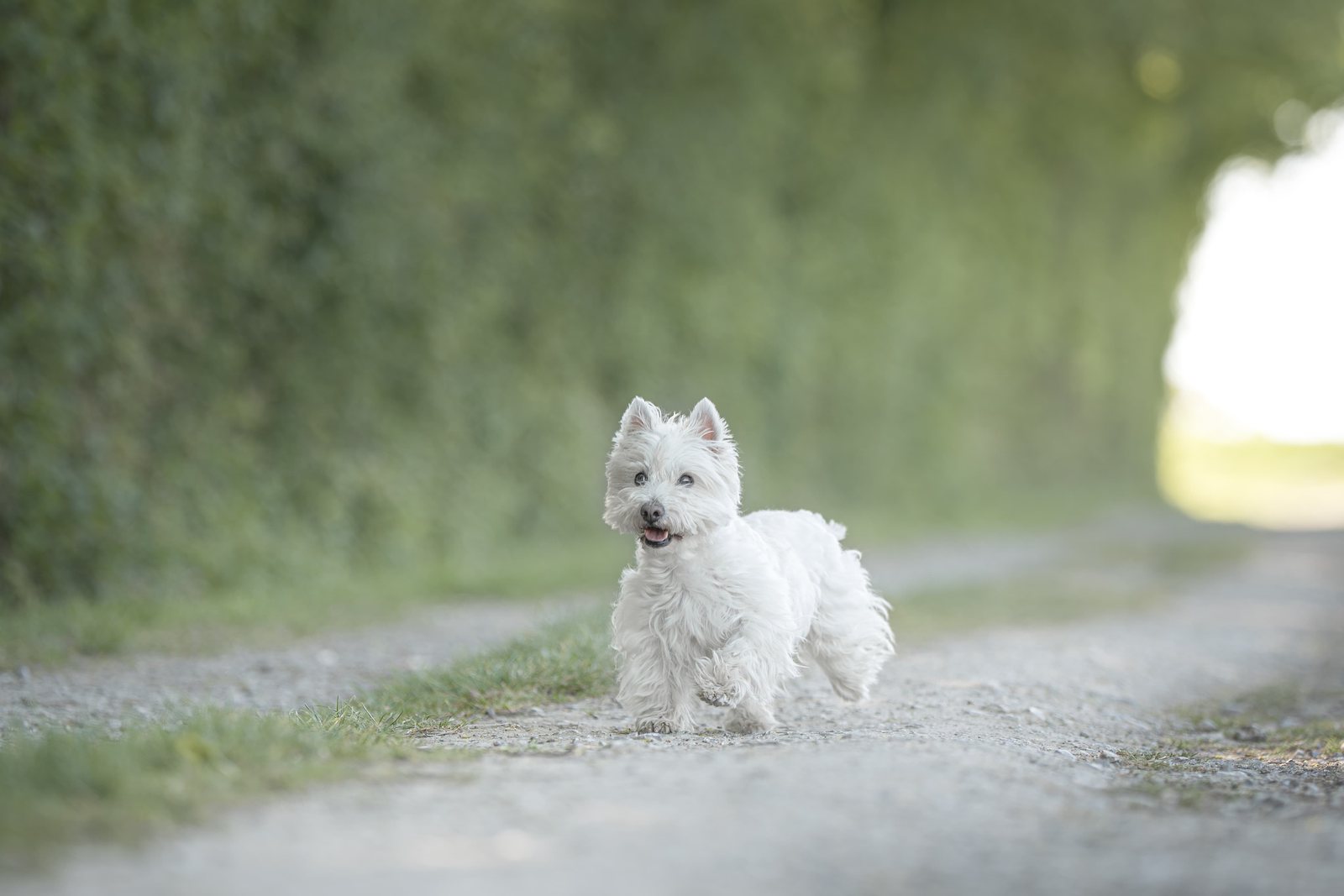 Weißer West Highland Terrier läuft fröhlich über den Feldweg