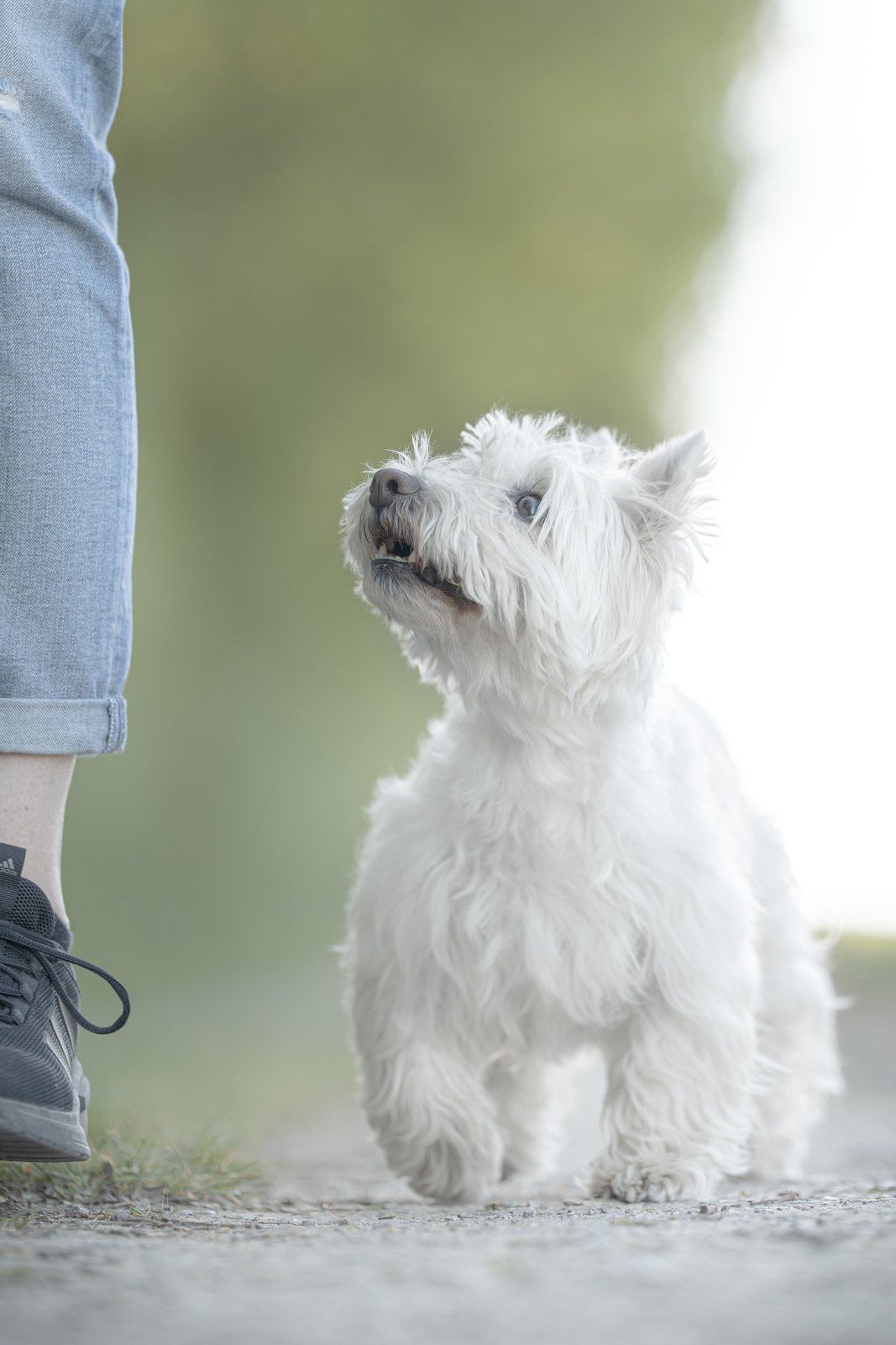 Weißer Westie läuft neben dem Bein seines Menschen und schaut hoch
