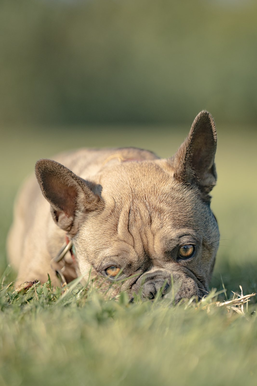 Französische Bulldogge Bo liegt entspannt im sonnigen Gras