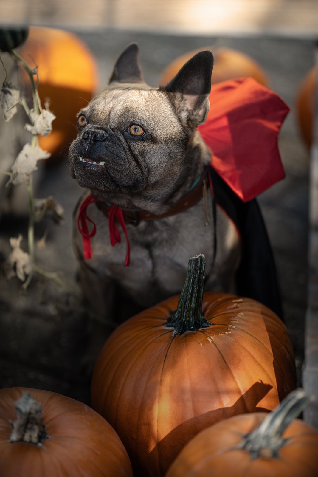 Bo im Halloween-Kostüm sitzt aufmerksam zwischen Herbstkürbissen