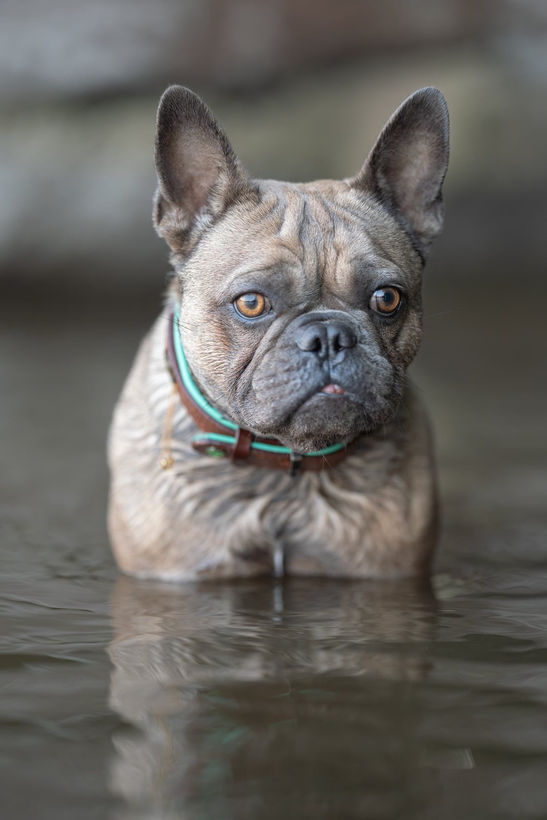 Bo steht im Wasser und blickt ruhig in die Kamera