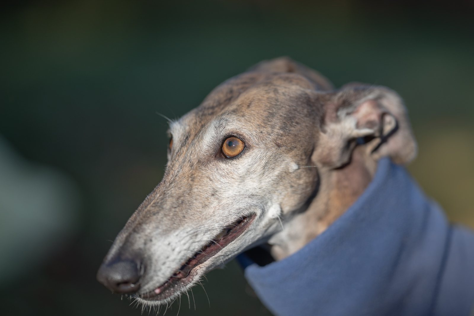 Greyhound Isis im Profil mit blauem Fleecepulli