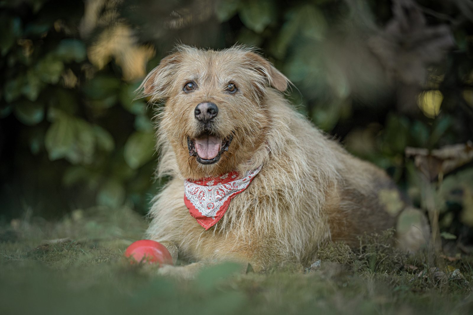 Terrier Lenny liegt mit rotem Halstuch und Ball im Gras