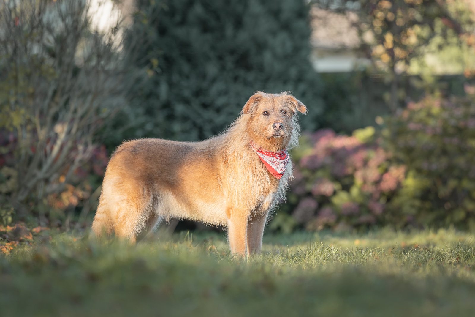 Terrier Lenny steht im Profil im sonnigen Garten