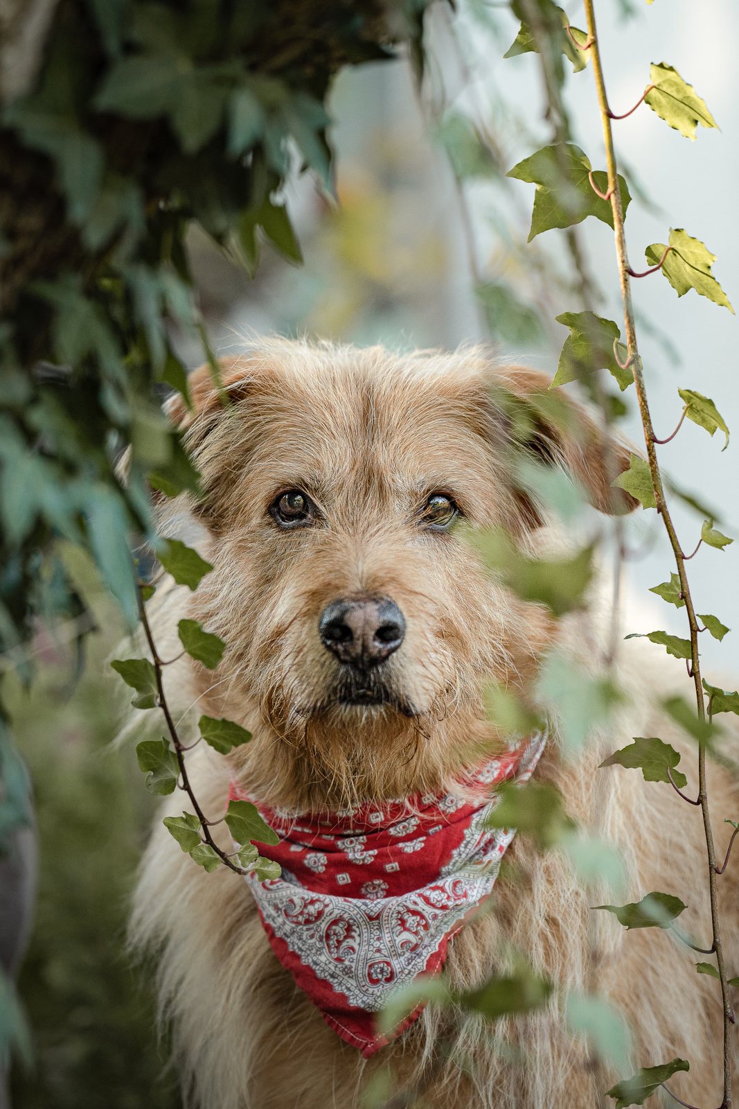 Terrier Lenny im Porträt zwischen grünen Efeublättern