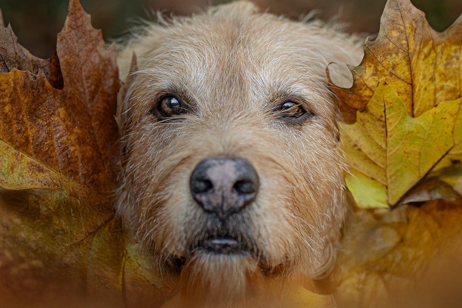 Terrier Lenny eingerahmt von buntem Herbstlaub