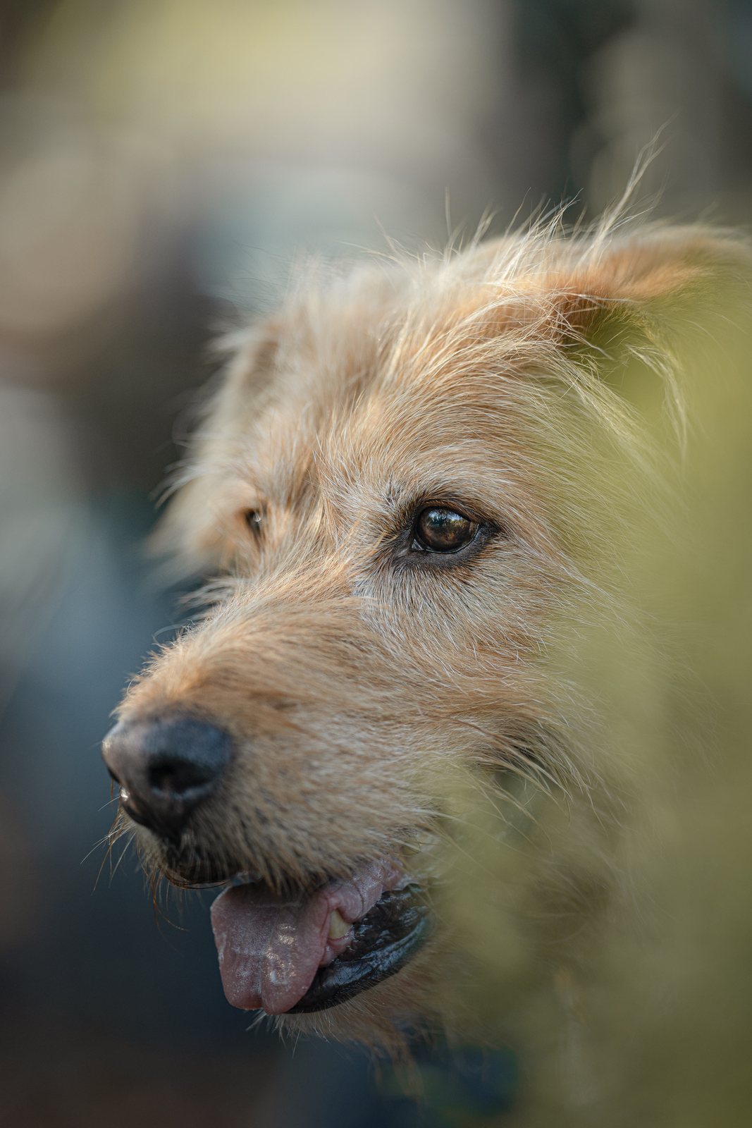 Terrier Lenny im Profil, Fell weht im Wind