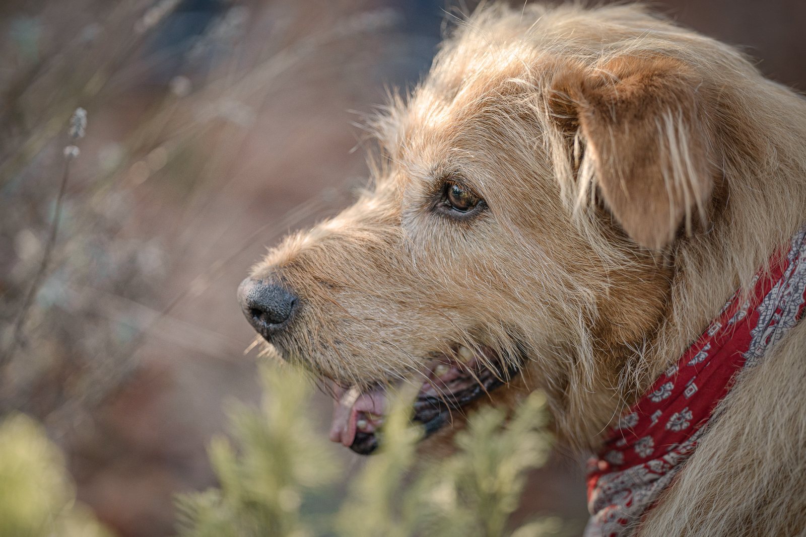 Terrier Lenny im Profil mit rotem Halstuch