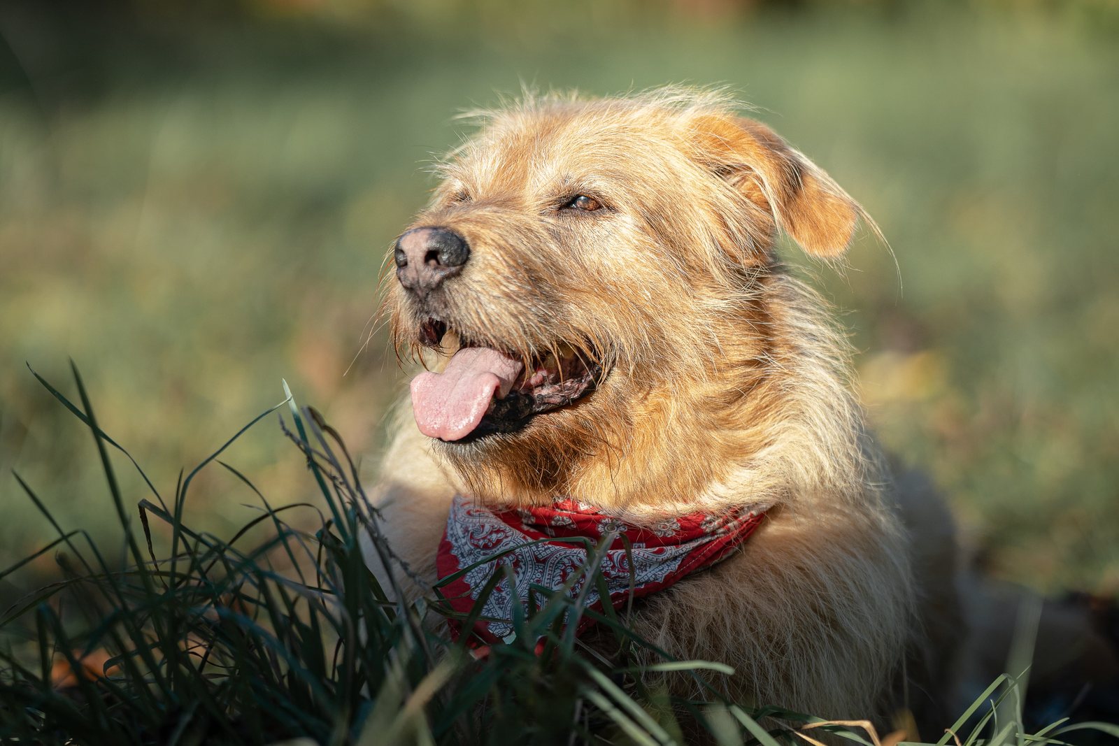 Terrier Lenny im Gras mit heraushängender Zunge