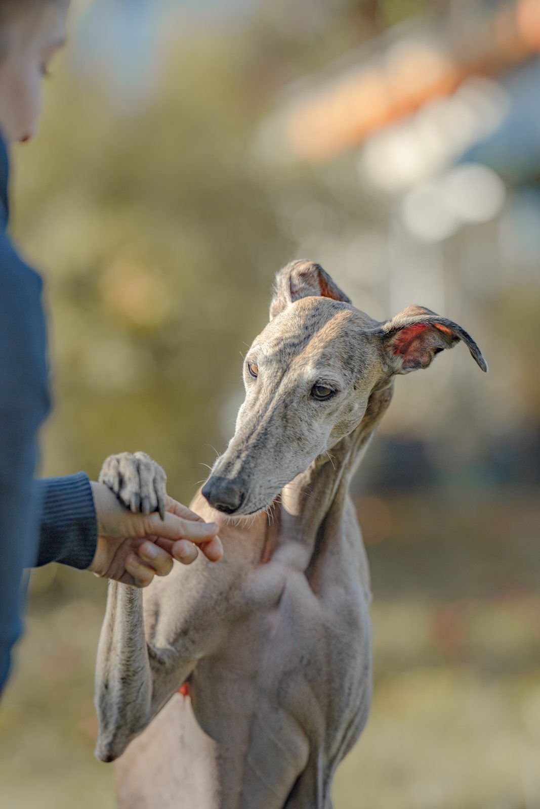 Greyhound Isis gibt Pfötchen in die Hand ihres Menschen