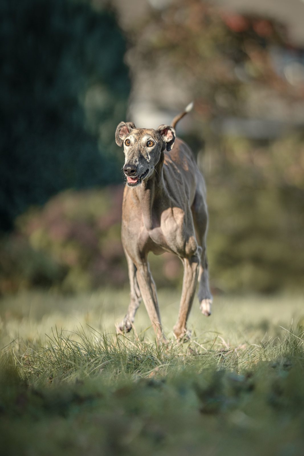 Greyhound Isis läuft über die sonnige Gartenwiese