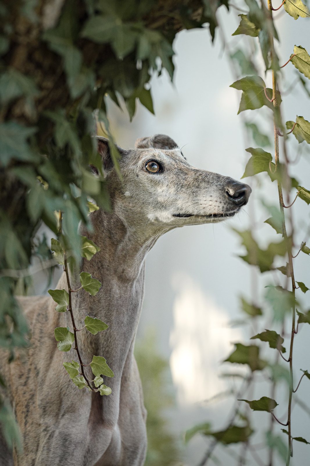 Greyhound Isis im Porträt vor herbstlichem Laub