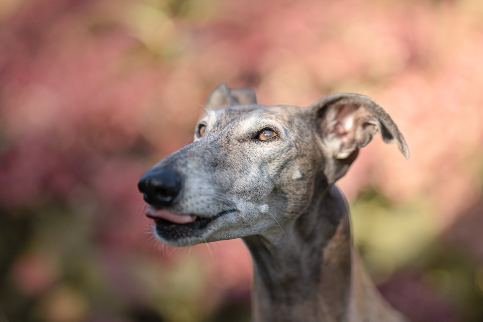 Greyhound Isis blickt aufmerksam zwischen Efeuranken hervor