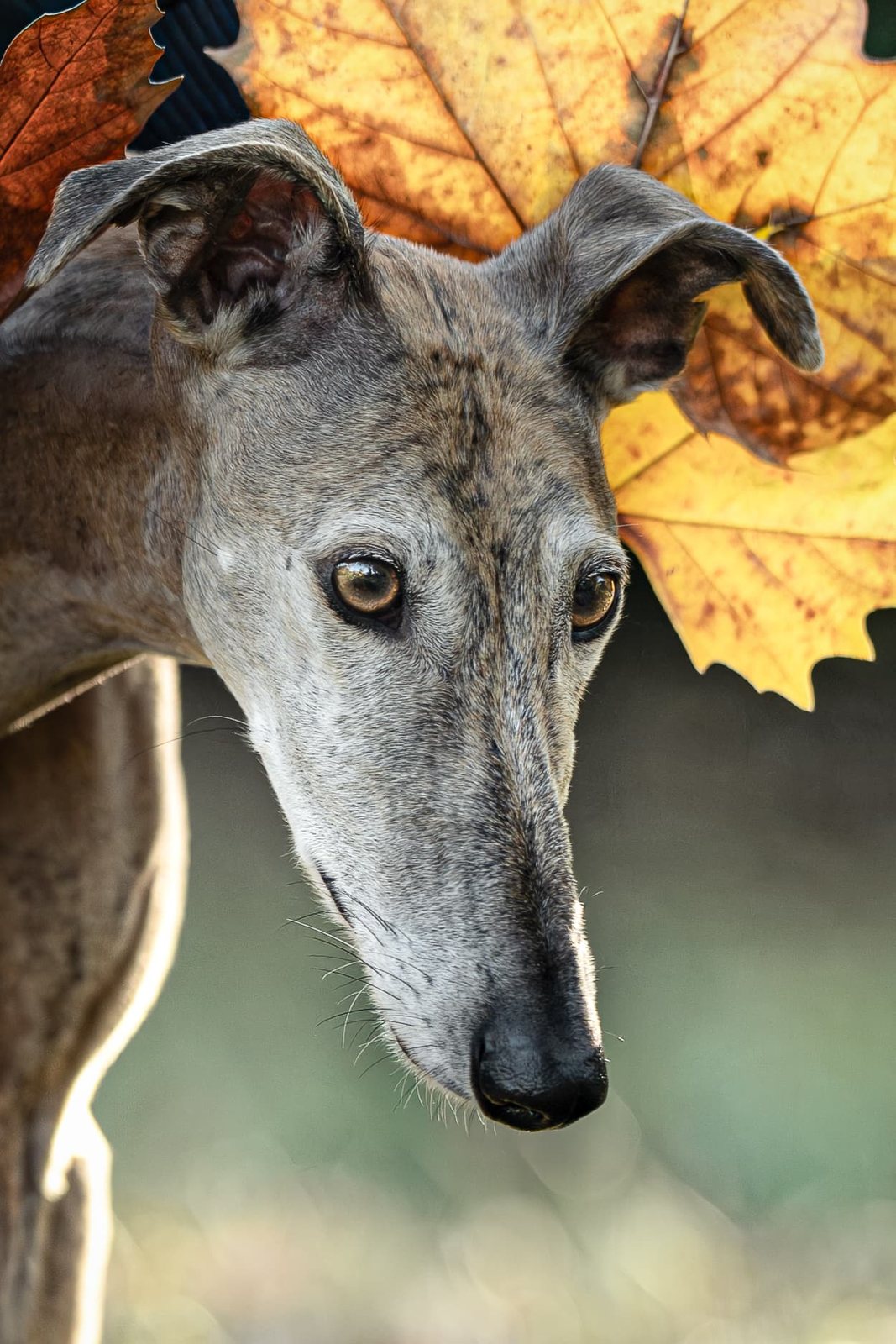 Greyhound Isis im Porträt vor rosa Blütenbokeh