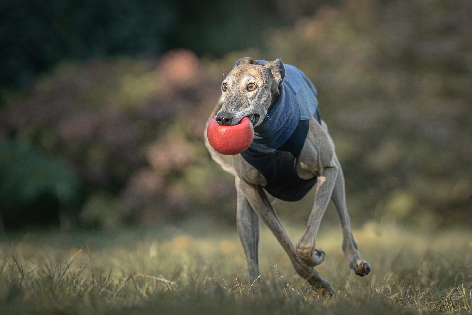 Greyhound Isis rennt über die Wiese auf die Kamera zu