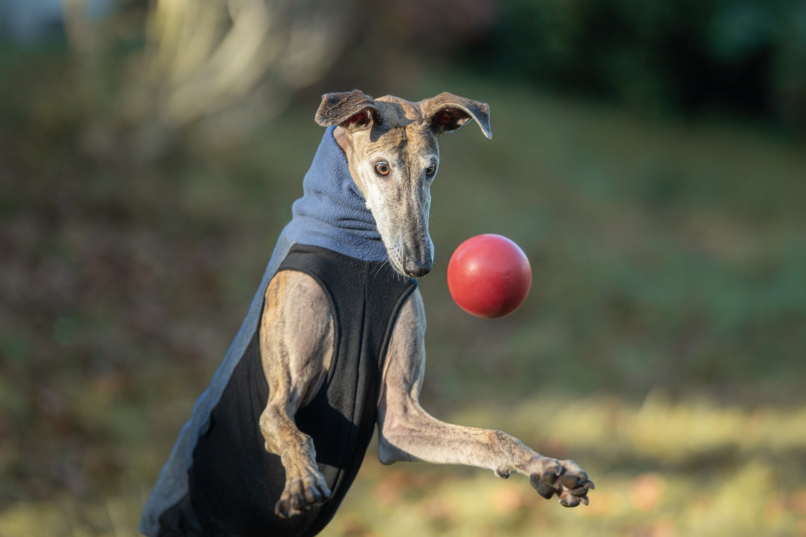 Greyhound Isis im Porträt mit blauem Fleecepulli