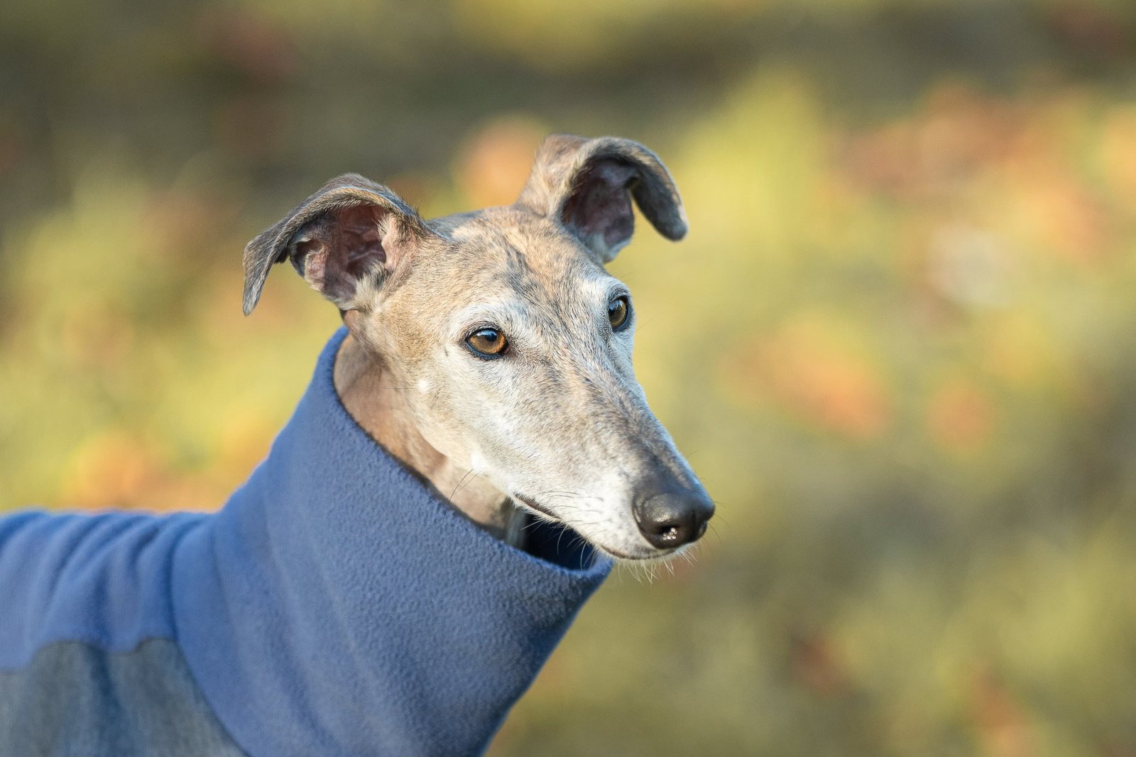 Greyhound Isis springt im Pulli nach dem roten Ball