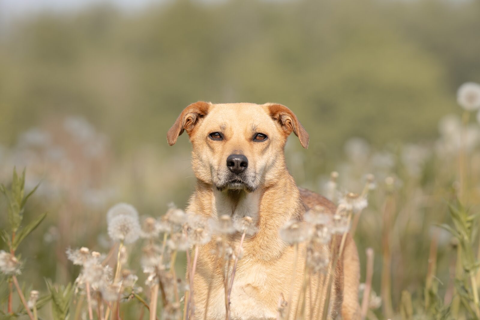 Hund aus der Hundeauffangstation, Motiv Mai, Kalender 2027