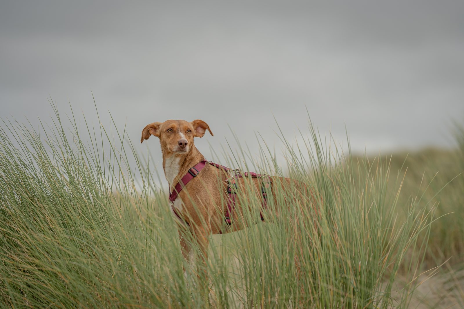 Podenco in den Dünen