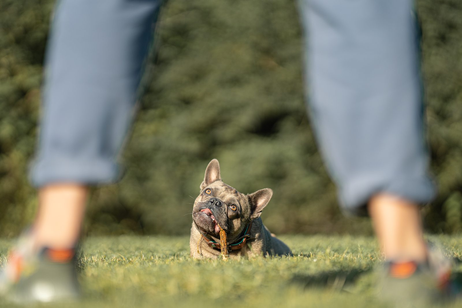 Französische Bulldogge spielt im Gras