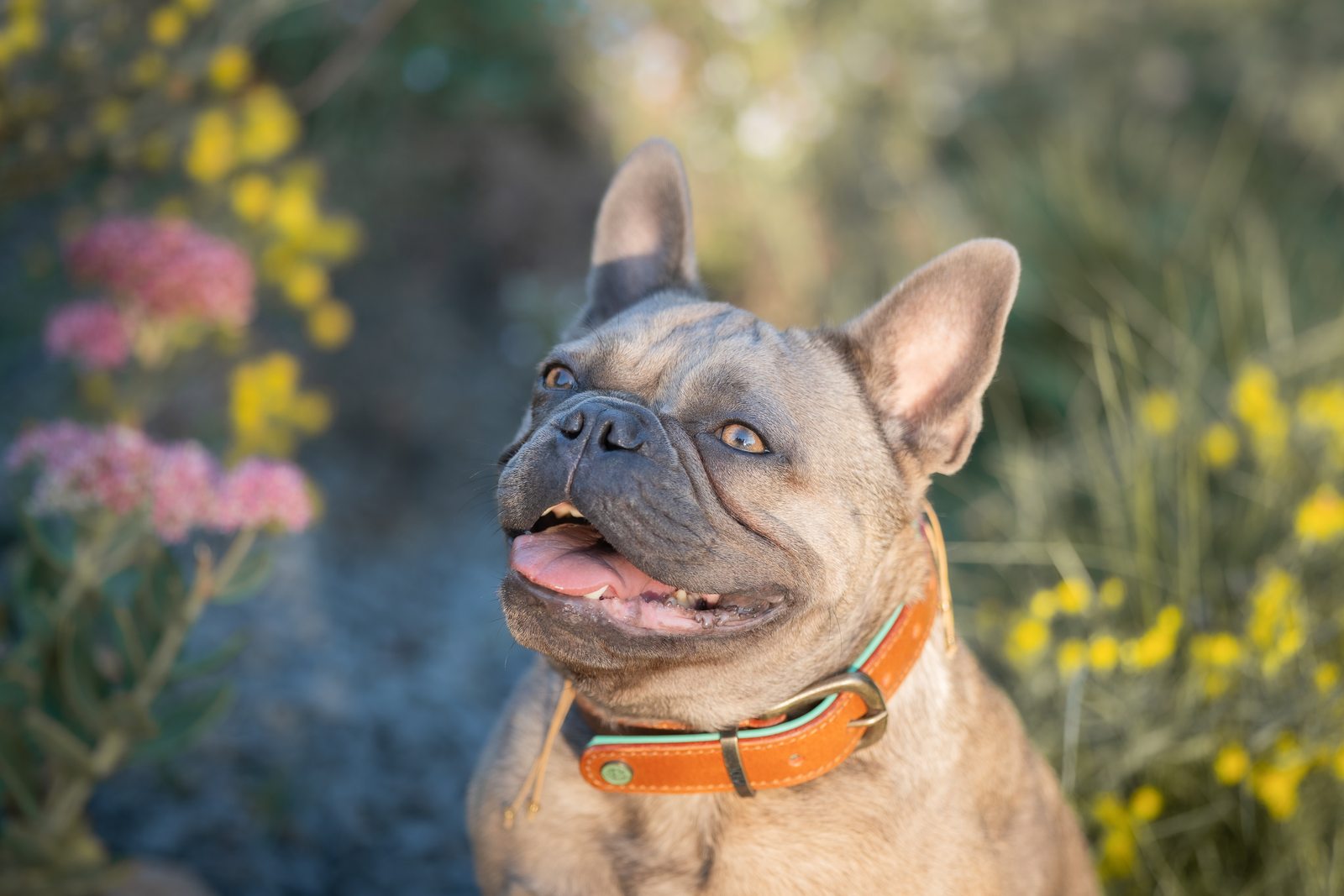 Französische Bulldogge im Blumenfeld