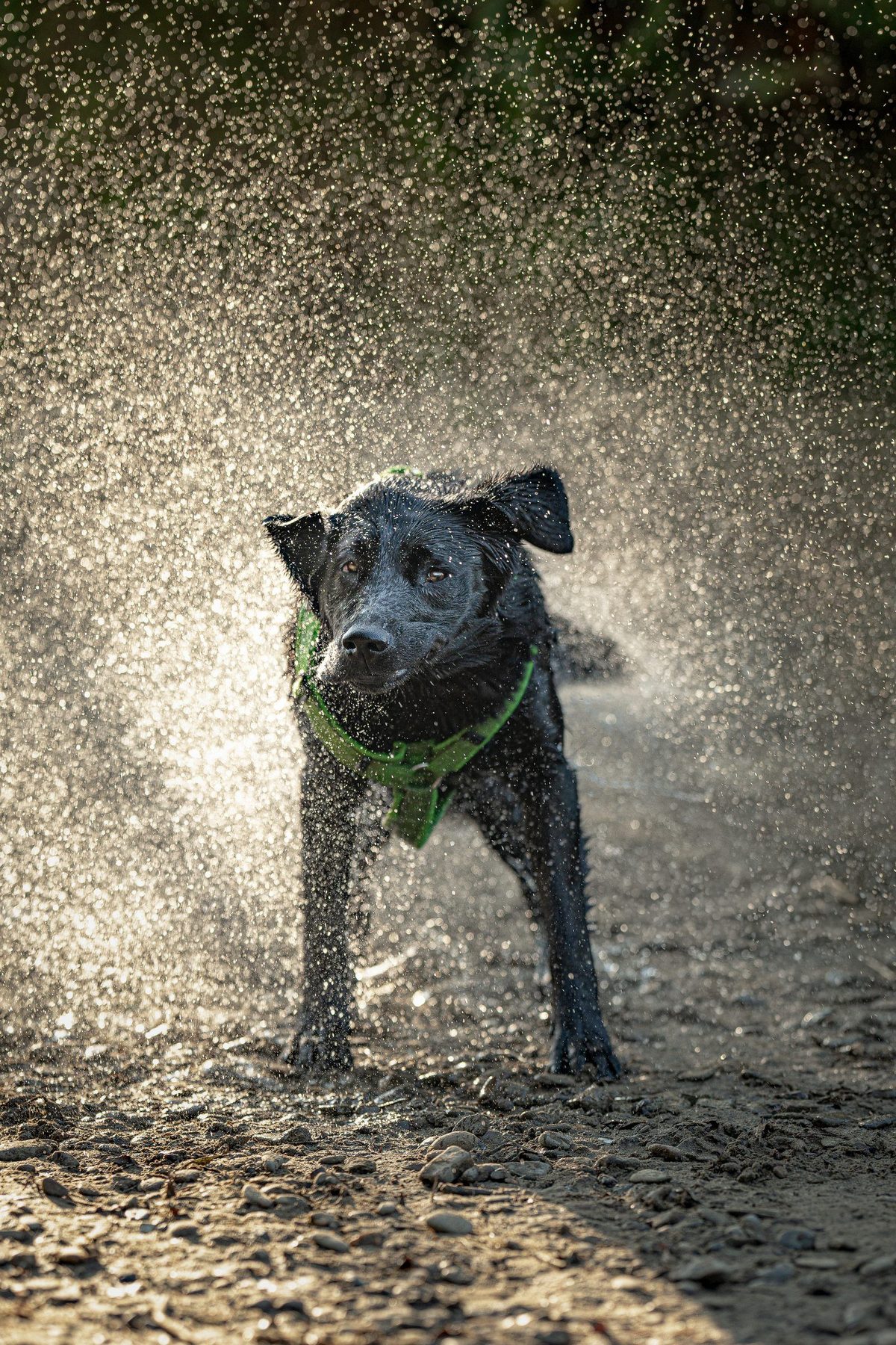 Schwarzer Hund schüttelt sich im Gegenlicht