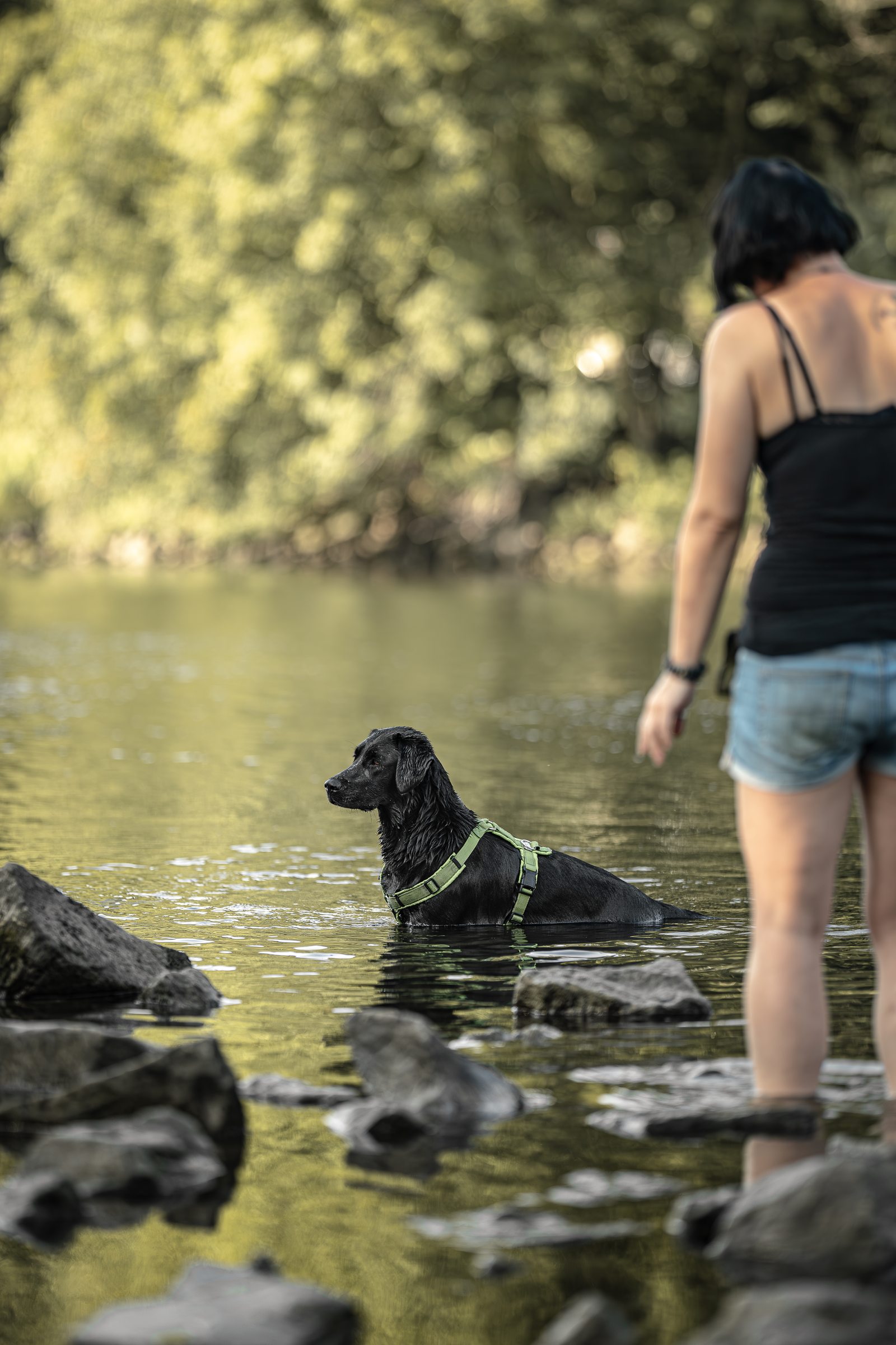 Schwarzer Hund im Wasser