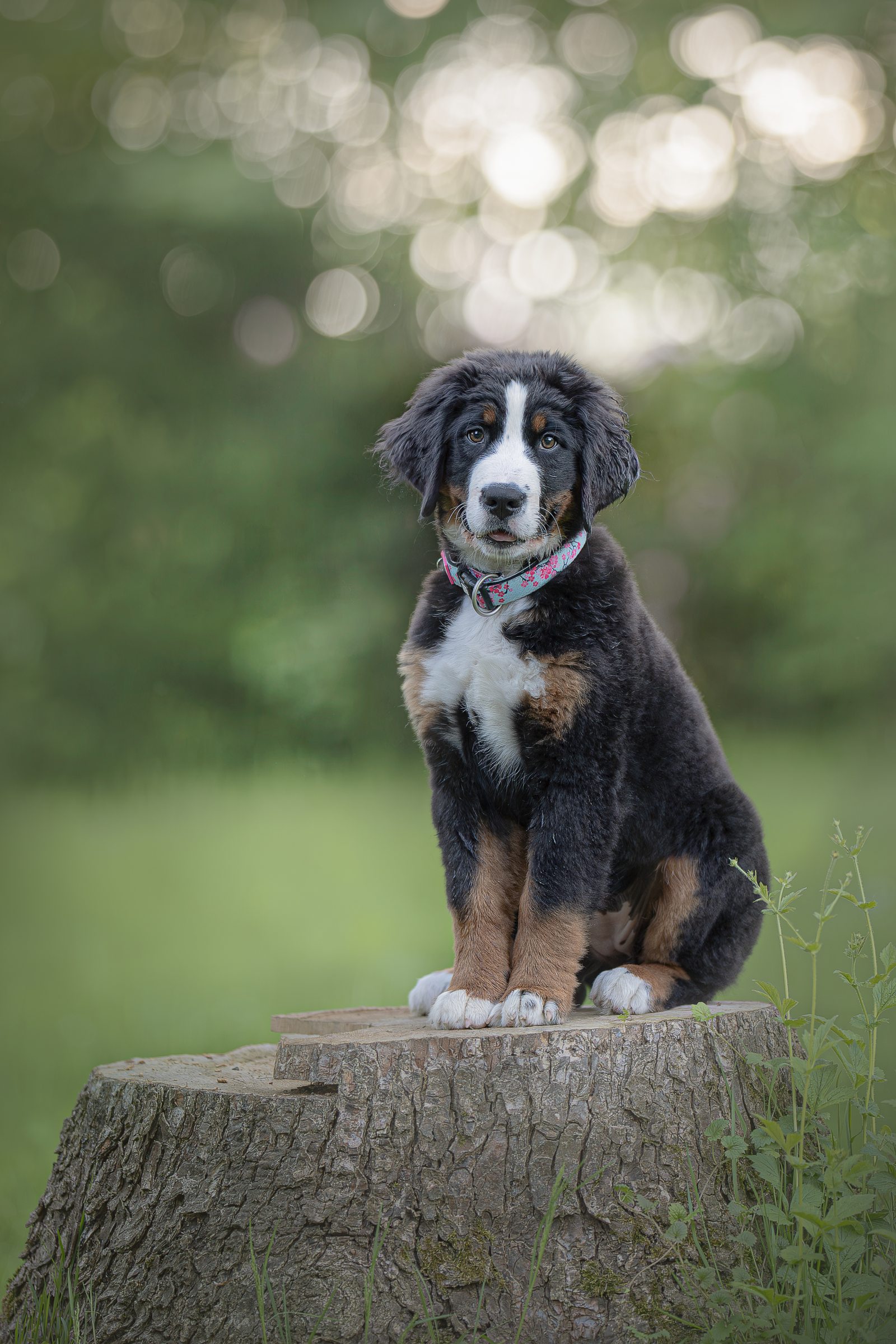 Berner Sennenhund Welpe auf Baumstumpf