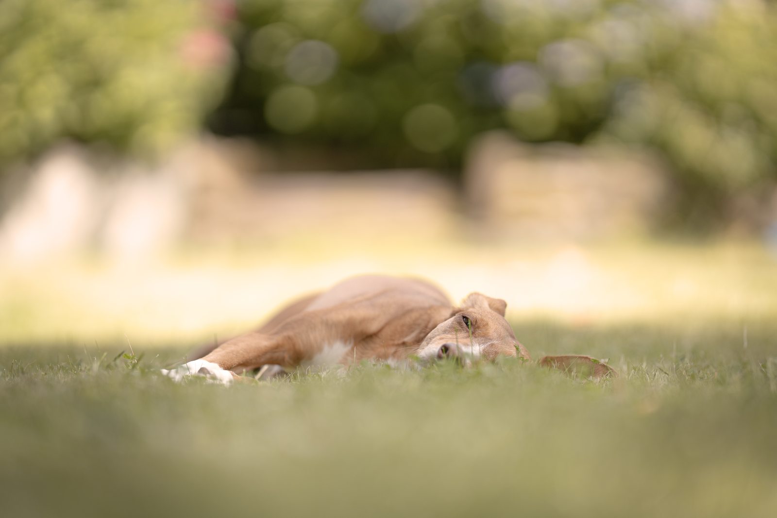 Hund entspannt im Gras liegend