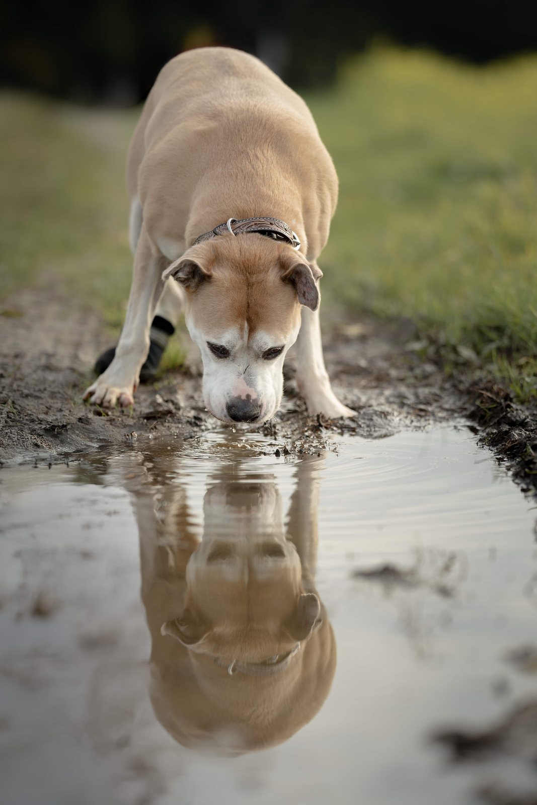 Hund trinkt aus einer Pfütze mit Spiegelung im Wasser