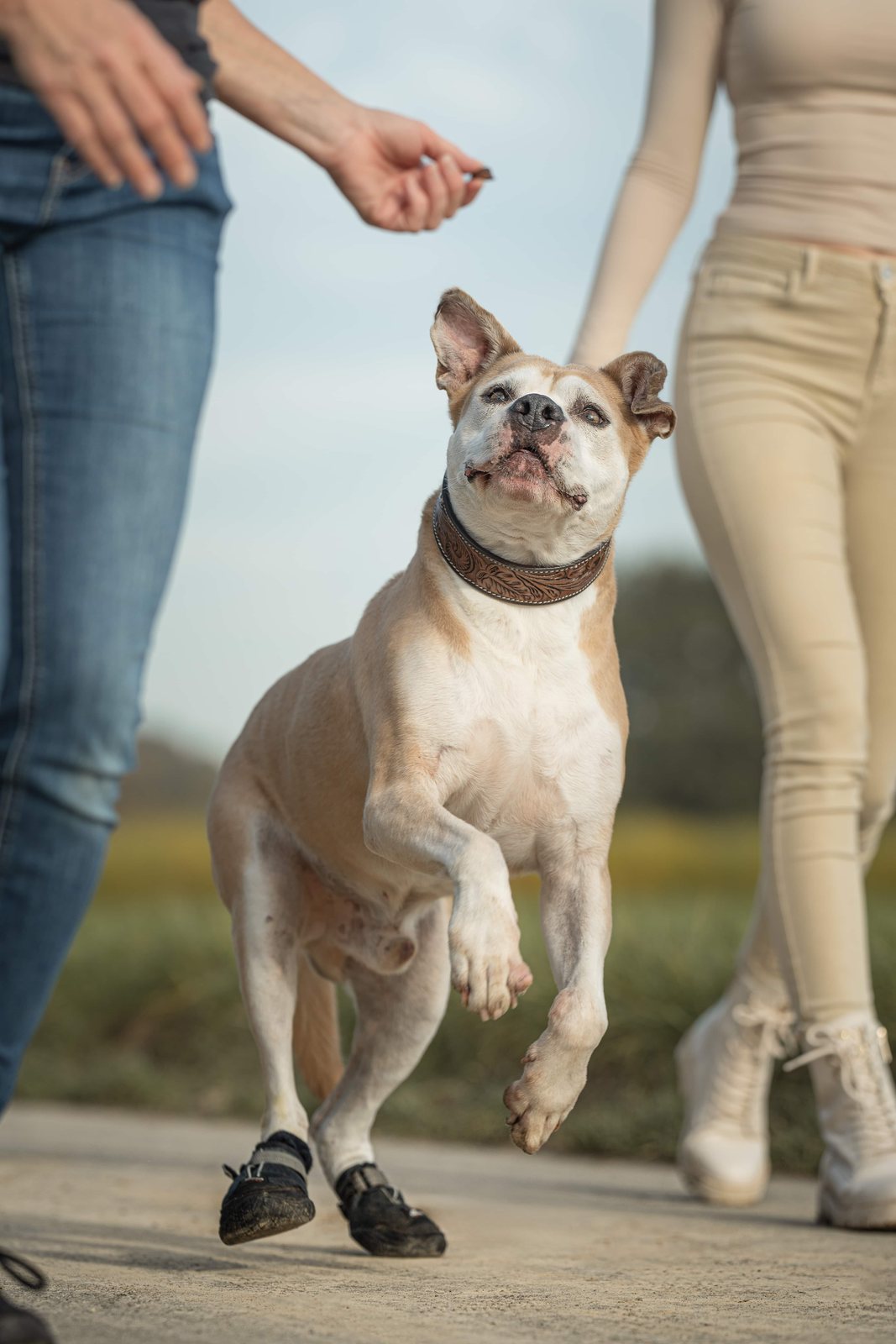 Hund hüpft fröhlich neben seinen Menschen auf dem Weg