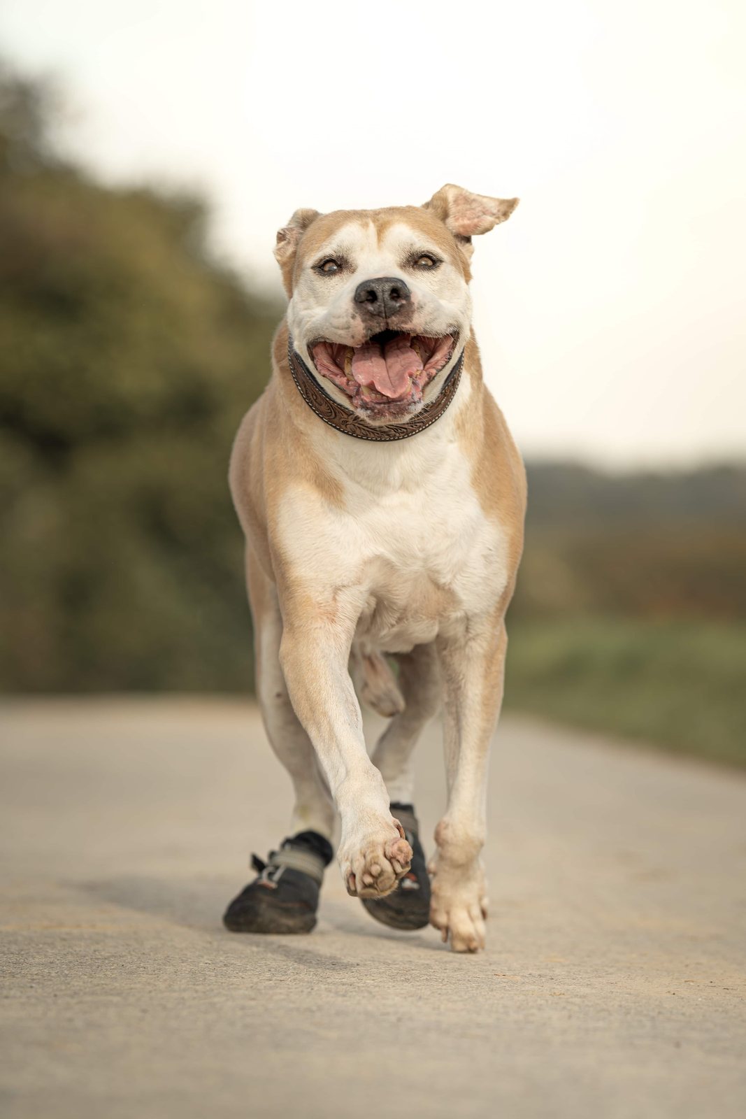 Lachender Hund rennt freudig über den Feldweg auf die Kamera zu