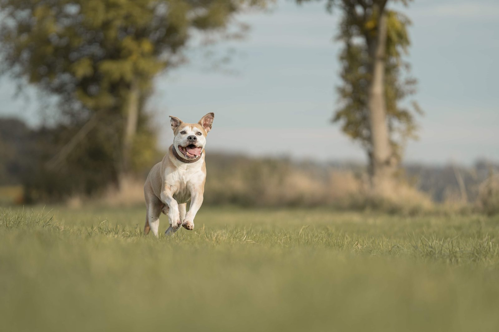 Hund rennt mit fliegenden Ohren über die grüne Wiese