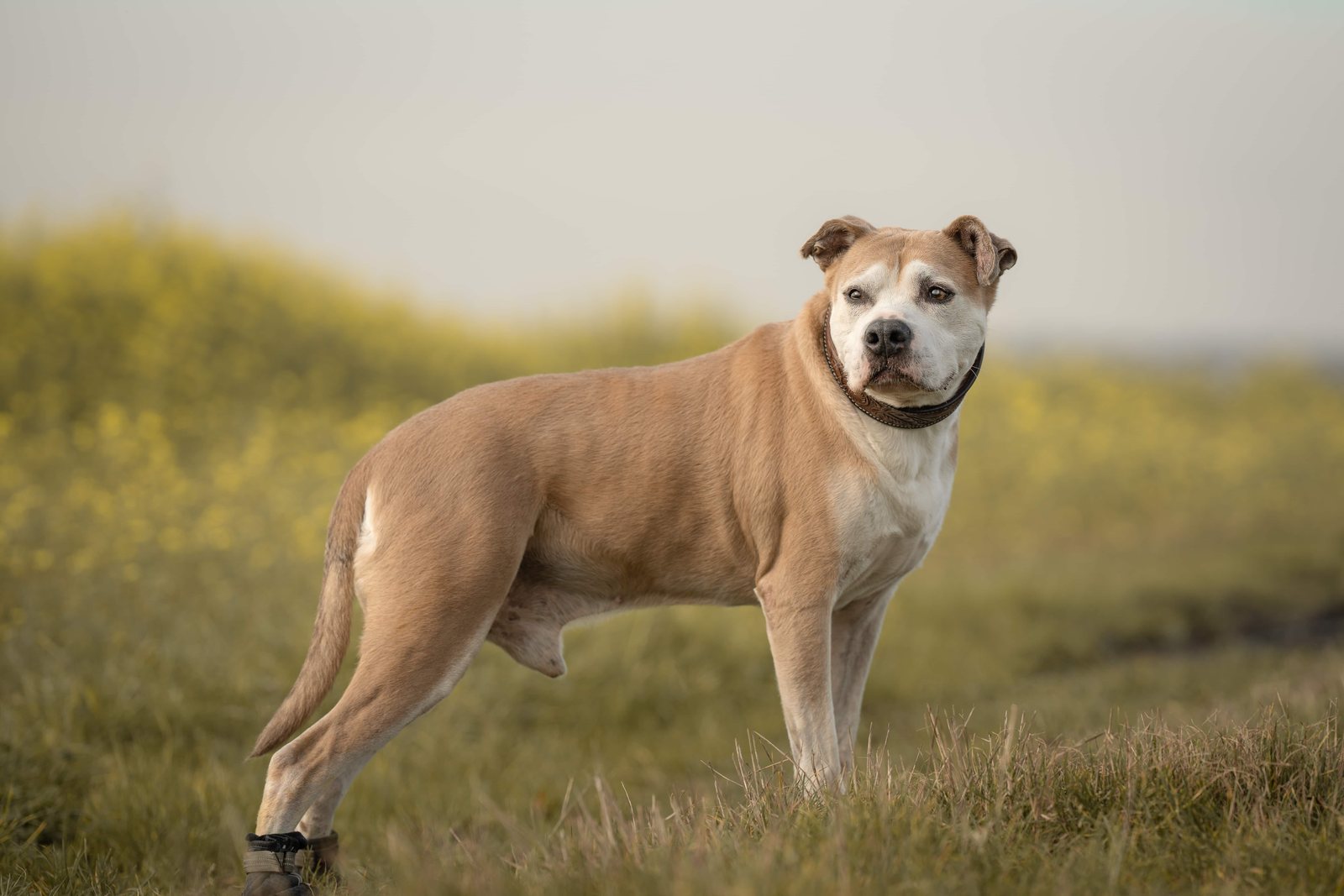 Hund steht selbstbewusst im Profil vor blühendem Rapsfeld